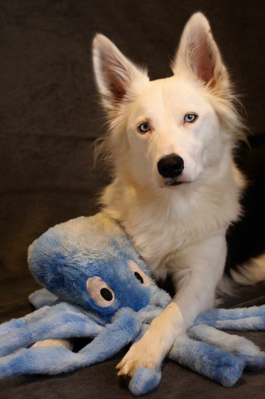 Venus participe au concours pour gagner de l'argent avec cette photo : dog, white_dog, blue_eyes, plush_toy, octopus_toy, soft_toy, indoor, portrait, pet, animal, fur, cute, companionship, laying_down, closeup, looking, ears_up, toy, cuddly, furry