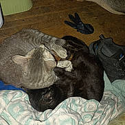 Apollo is registered to the contest to win money with this photo: cat, cats, black_cat, gray_cat, sleeping, floor, wooden_floor, shoe, glove, blanket, cozy, pets, animal, indoor, resting, fur, cute, companions, close_together, nap