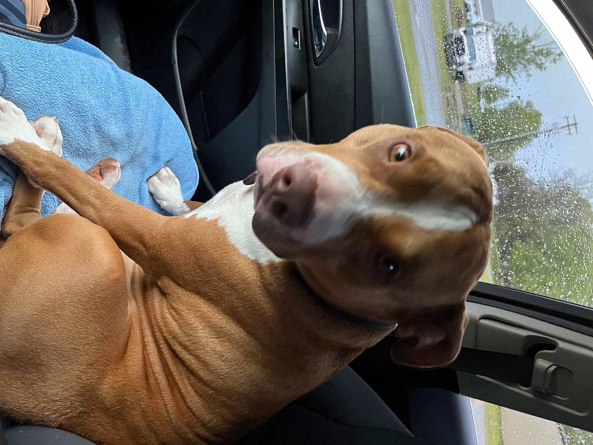 Oden Leake joined the competition — help win amazing prizes! automotive_exterior, automotive_lighting, automotive_mirror, car, carnivore, collar, companion_dog, dog, dog_breed, fawn, liver, motor_vehicle, plant, snout, tree, vehicle, vehicle_door, whiskers, working_animal, wrinkle