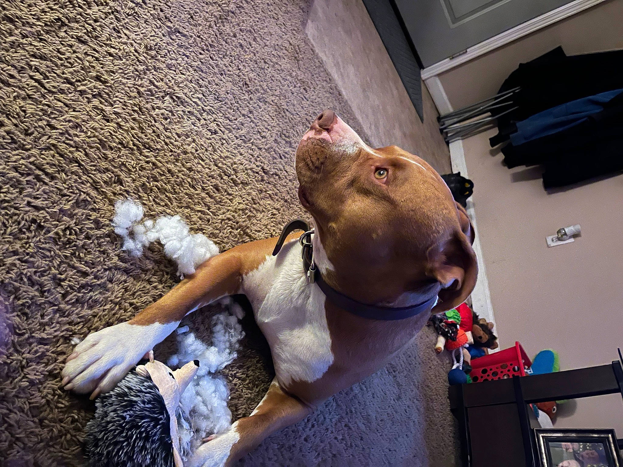 Oden Leake joined the competition — help win amazing prizes! canidae, companion_dog, dog_breed, fawn, fun, fur, sporting_group, whiskers