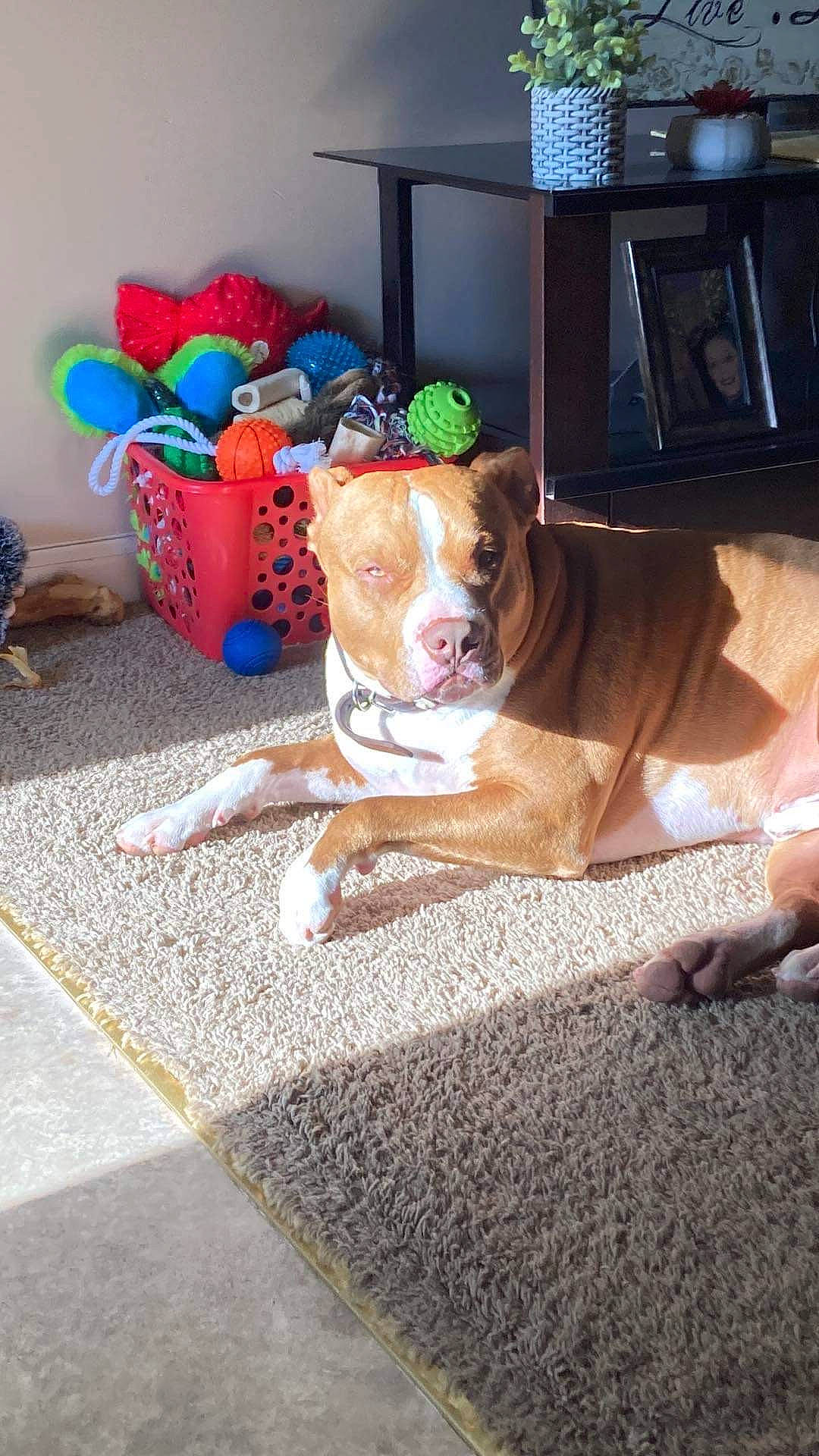 Oden Leake joined the competition — help win amazing prizes! canidae, carnivore, comfort, companion_dog, couch, dog, dog_breed, dog_supply, fawn, floor, flooring, hardwood, living_room, picture_frame, room, snout, sporting_group, television, wood, working_animal