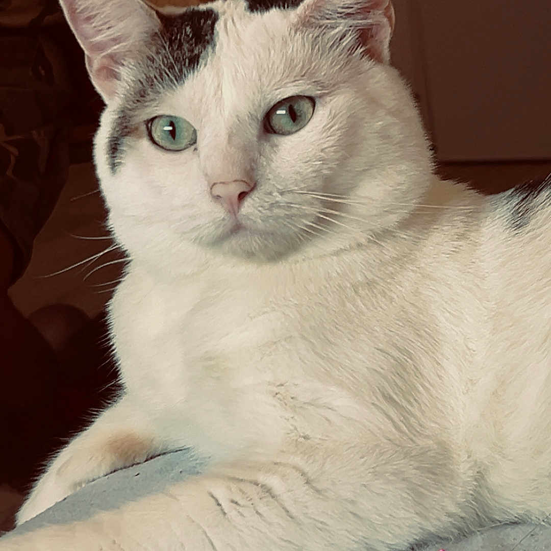 Naoki a rejoint le concours — aidez-le/la à gagner de superbes lots ! cat, white_cat, black_markings, green_eyes, pets, indoor, feline, animal, resting, close_up, fur, cute, domestic_cat, laying_down, whiskers, soft_surface, calm, chair, shadow, portrait