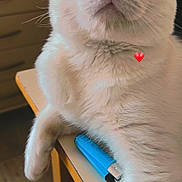 Naoki participe au concours pour gagner de l'argent avec cette photo : cat, white_cat, pet, animal, fur, whiskers, table, lighter, blue_lighter, indoor, curious, close_up, cute, relaxed, paw, face, ears, heart_emoji, domestic_cat, feline