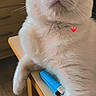 cat, white_cat, pet, animal, fur, whiskers, table, lighter, blue_lighter, indoor, curious, close_up, cute, relaxed, paw, face, ears, heart_emoji, domestic_cat, feline