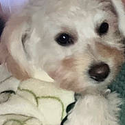 Cookie participe au concours pour gagner de l'argent avec cette photo : puppy, dog, close_up, fluffy, white, cute, nose, eyes, blanket, soft, resting, indoors, pet, animal, fur, face, portrait, cozy, young, small