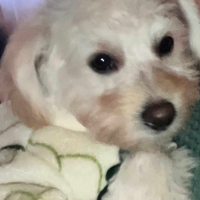 Cookie participe au concours pour gagner de l'argent avec cette photo : puppy, dog, close_up, fluffy, white, cute, nose, eyes, blanket, soft, resting, indoors, pet, animal, fur, face, portrait, cozy, young, small