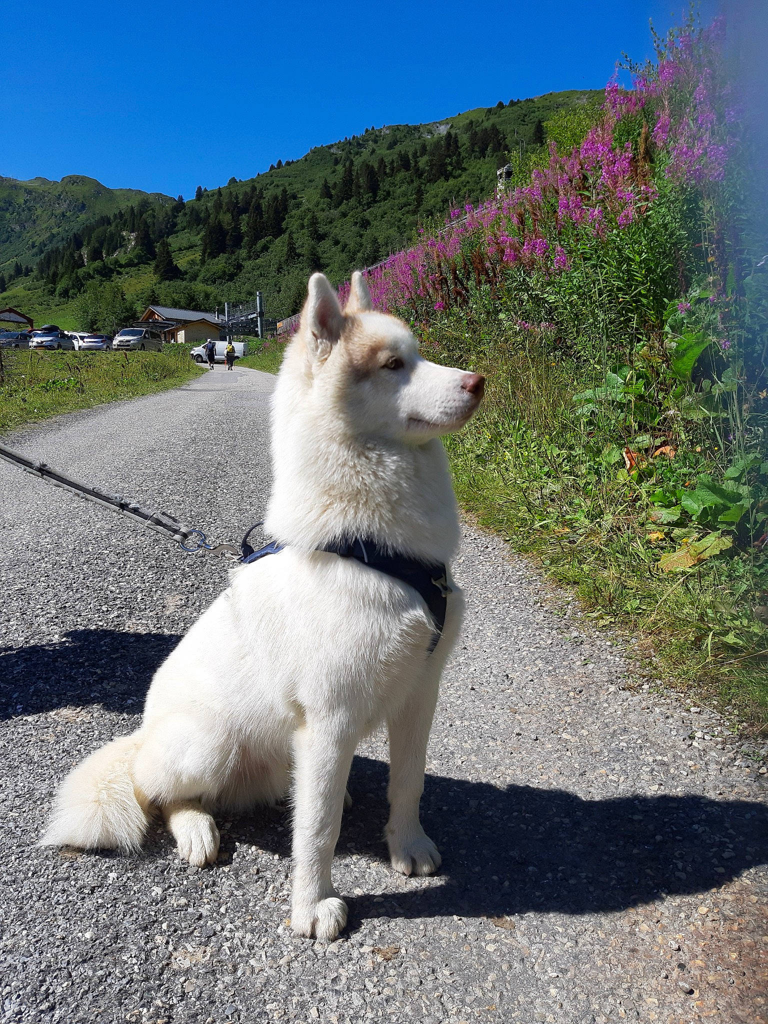 Pinto participe au concours pour gagner de l'argent avec cette photo : akita, akita_inu, berger_blanc_suisse, canaan_dog, canidae, carnivore, dog, dog_breed, greenland_dog, hokkaido, kintamani, kishu, korean_jindo_dog, mammal, non_sporting_group, norwegian_buhund, pungsan_dog, vertebrate, white_shepherd, working_dog