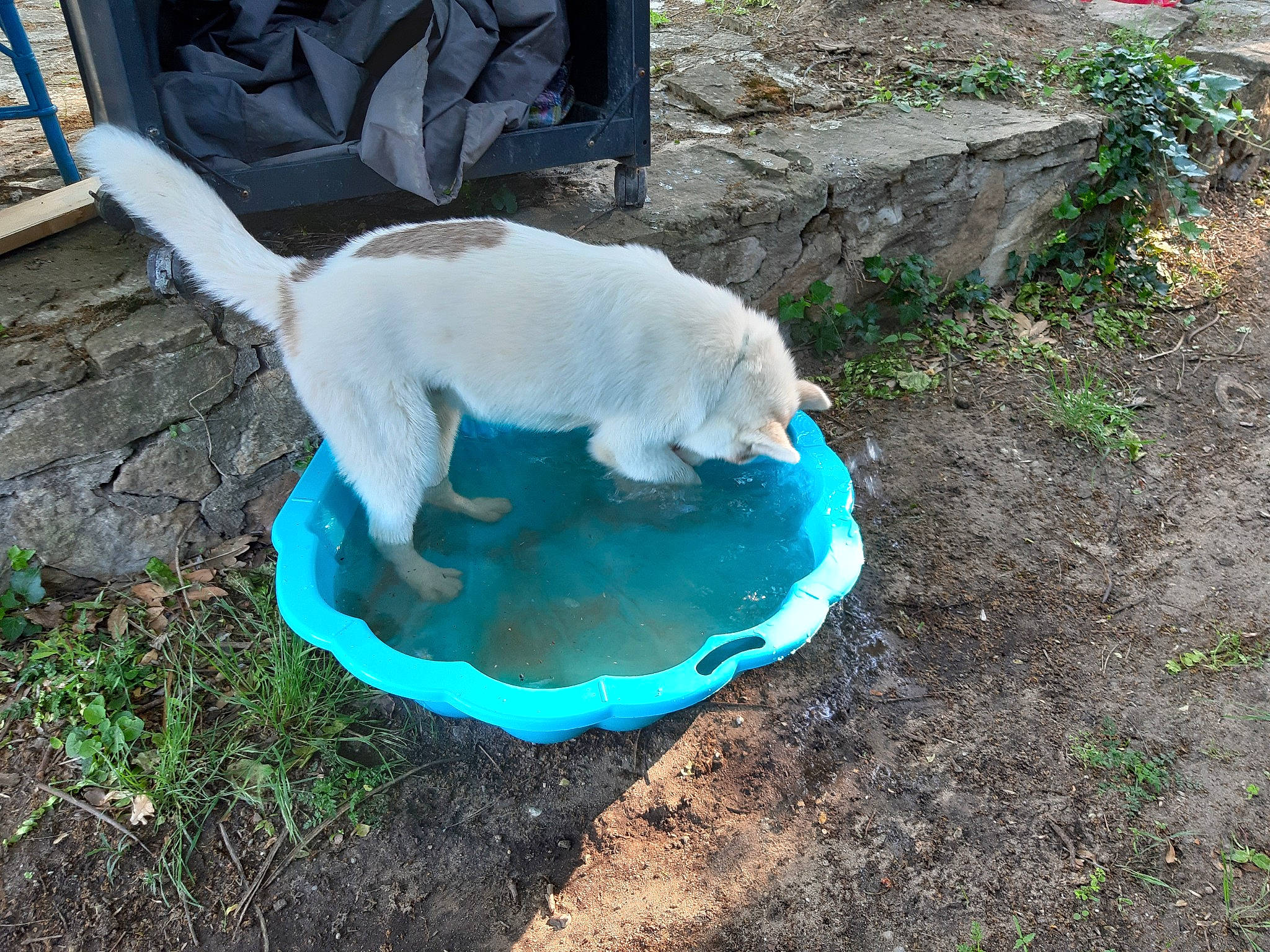 Pinto a rejoint le concours — aidez-le/la à gagner de superbes lots ! canidae, carnivore, dog, dog_breed, labrador_retriever, retriever, sporting_group