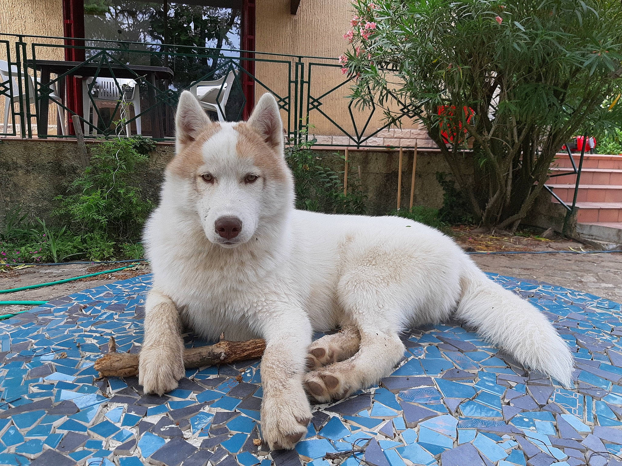 Pinto a rejoint le concours — aidez-le/la à gagner de superbes lots ! ancient_dog_breeds, berger_blanc_suisse, canaan_dog, canidae, carnivore, dog, dog_breed, korean_jindo_dog, mammal, pungsan_dog, rare_breed_dog, siberian_husky, vertebrate, white_shepherd