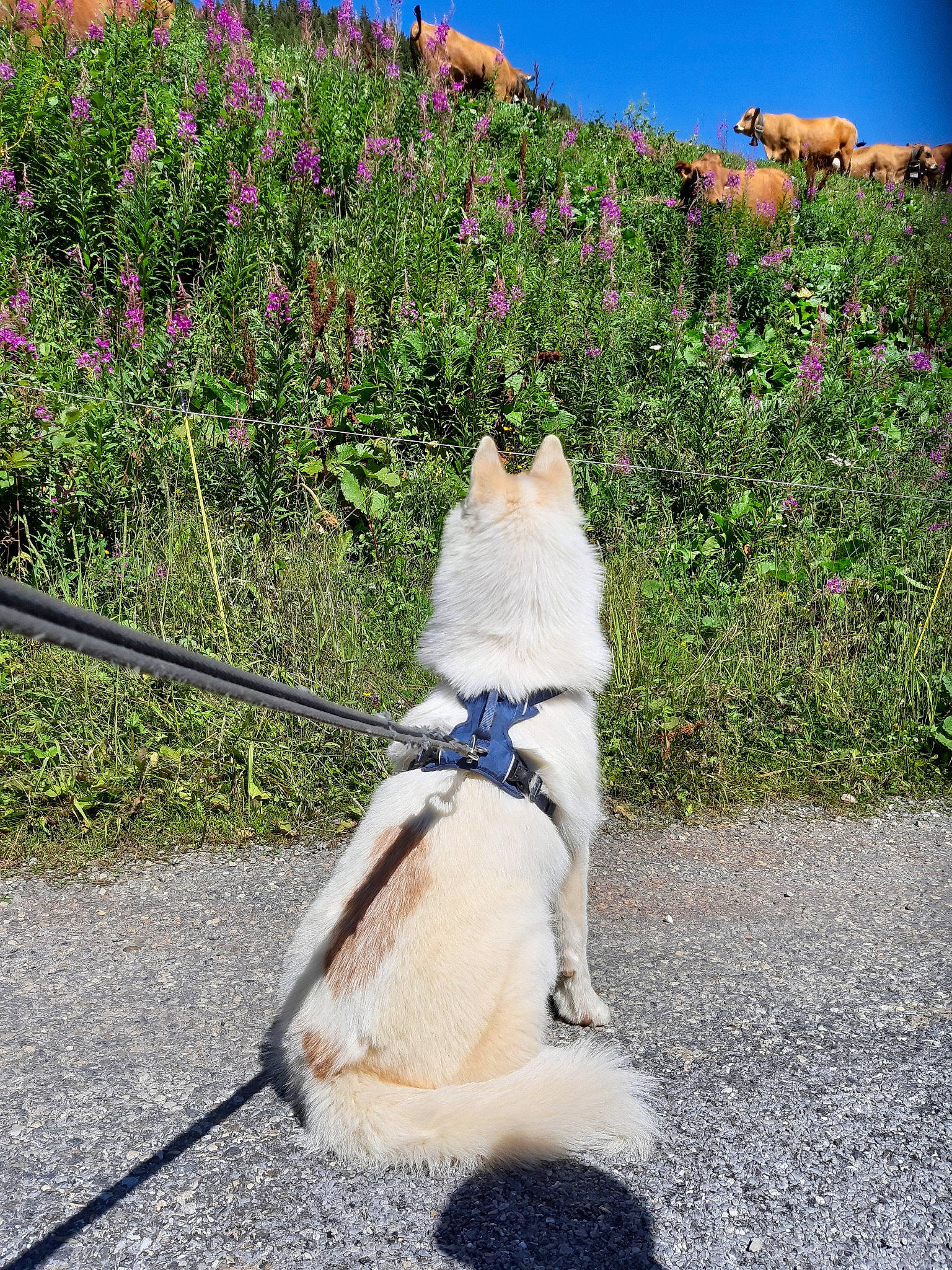 Pinto participe au concours pour gagner de l'argent avec cette photo : akita_inu, canidae, carnivore, cat, dog, dog_breed, dog_walking, fawn, felidae, flower, leash, non_sporting_group, norwegian_buhund, pomeranian, shadow, tail, vacation, walking