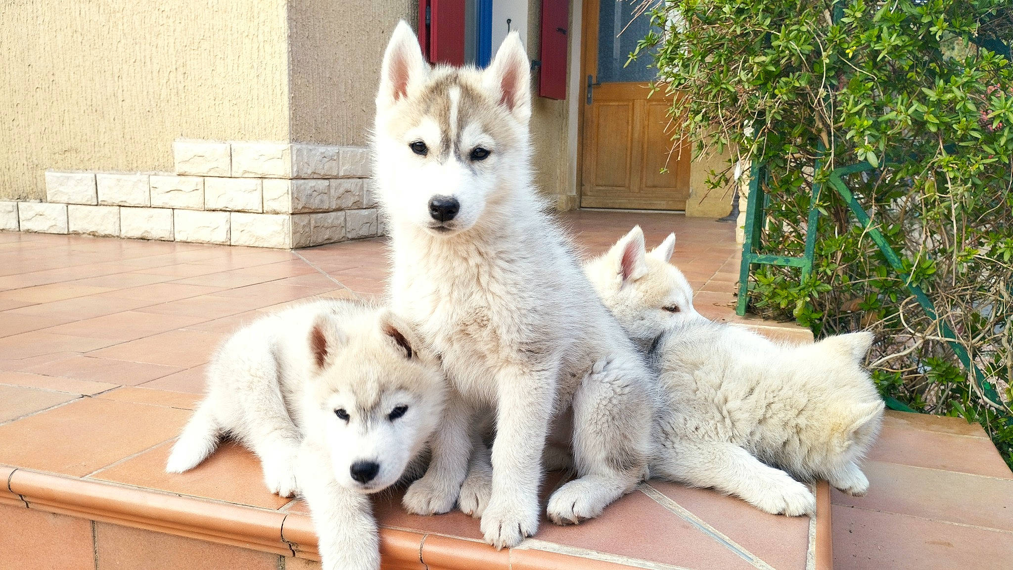 Unique a rejoint le concours — aidez-le/la à gagner de superbes lots ! ancient_dog_breeds, canidae, carnivore, companion_dog, dog, dog_breed, fang, fawn, fur, non_sporting_group, plant, snout, sporting_group, terrestrial_animal, wildlife, working_animal, working_dog