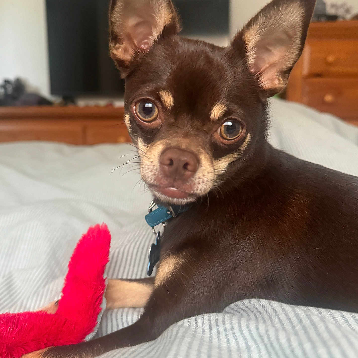 Luka is registered to the contest to win money with this photo: animal, bed, bedroom, blanket, canine, chihuahua, computerhardware, dog, electronics, entertainmentcenter, furniture, hardware, indoors, interiordesign, monitor, pet, puppy, room, screen, tv