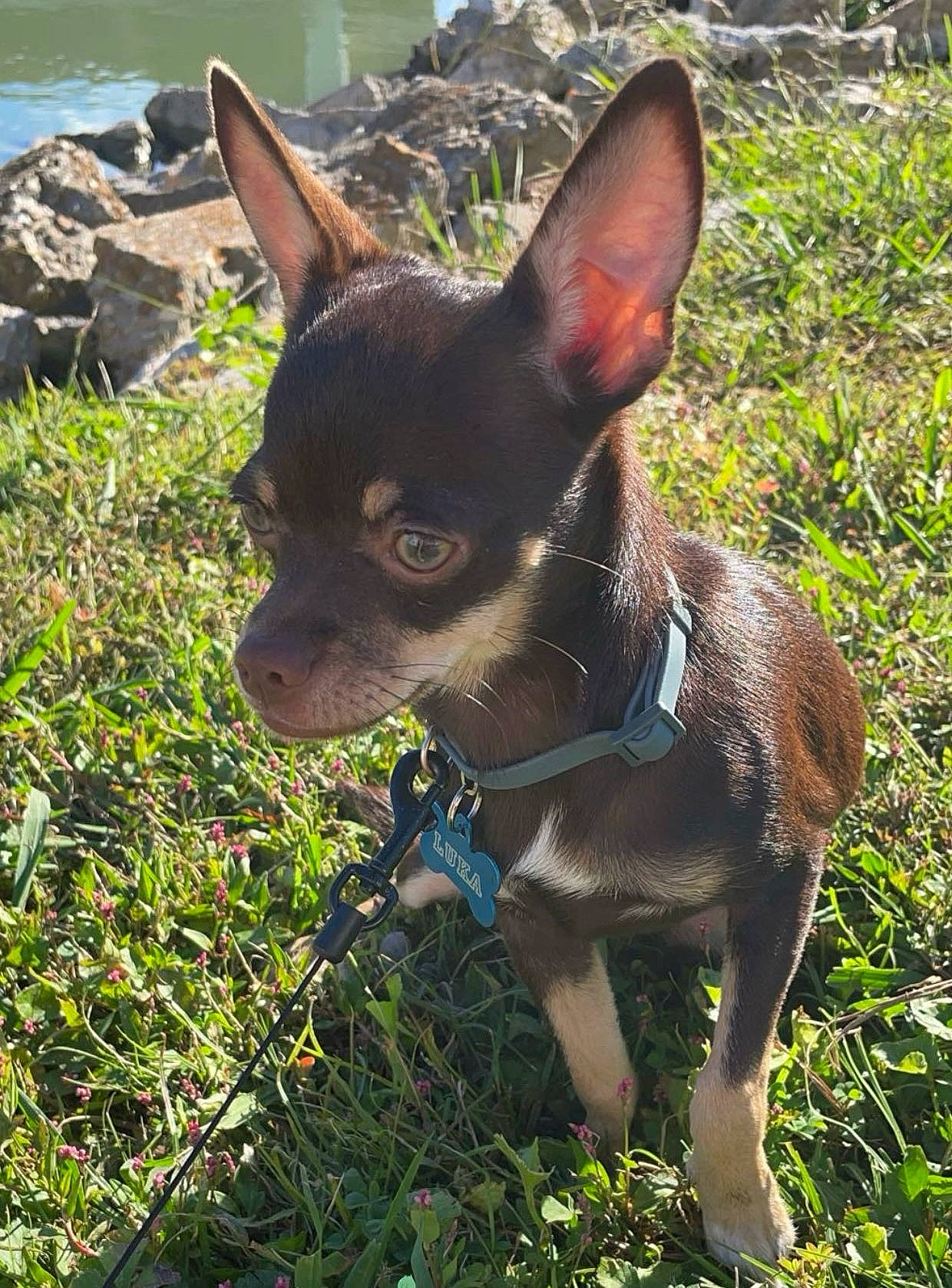 Luka is registered to the contest to win money with this photo: canidae, carnivore, chihuahua, companion_dog, dog, dog_breed, fawn, grass, liver, plant, prazsky_krysarik, russkiy_toy, snout, sporting_group, terrestrial_animal, terrestrial_plant, toy_dog, water, whiskers, working_animal