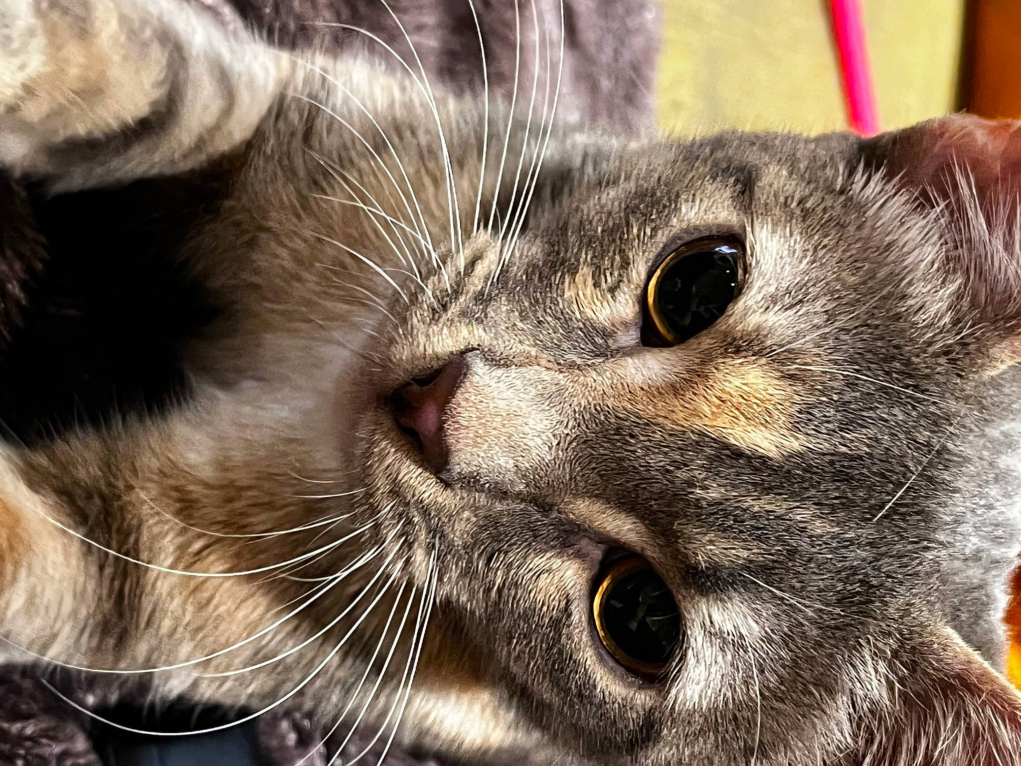 Beans is registered to the contest to win money with this photo: carnivore, cat, claw, close_up, domestic_short_haired_cat, ear, felidae, fur, iris, nose, paw, small_to_medium_sized_cats, snout, terrestrial_animal, whiskers, wildlife