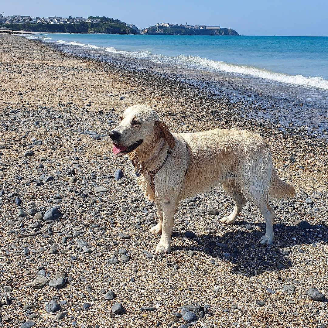 Ully participe au concours pour gagner de l'argent avec cette photo : animal, beach, canine, coast, daytime, dog, golden_retriever, landscape, nature, ocean, outdoor, pet, rocks, sea, sky, summer, sunny, water, waves, wet_dog
