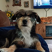 Roxy is registered to the contest to win money with this photo: dog, pet, indoor, living_room, blanket, furniture, television, flower, sunflower, picture_frame, wooden_cabinet, canine, fur, black_fur, brown_fur, white_fur, table, decor, relaxing, animal