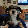 dog, pet, indoor, living_room, blanket, furniture, television, flower, sunflower, picture_frame, wooden_cabinet, canine, fur, black_fur, brown_fur, white_fur, table, decor, relaxing, animal