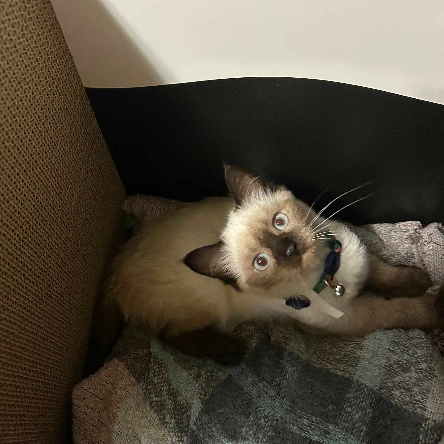 Starlite joined the competition — help win amazing prizes! animal, bell, blanket, blue_eyes, cat, collar, cozy, curious, cute, domestic, feline, fur, indoor, kitten, looking_up, pet, resting, siamese, small, whiskers