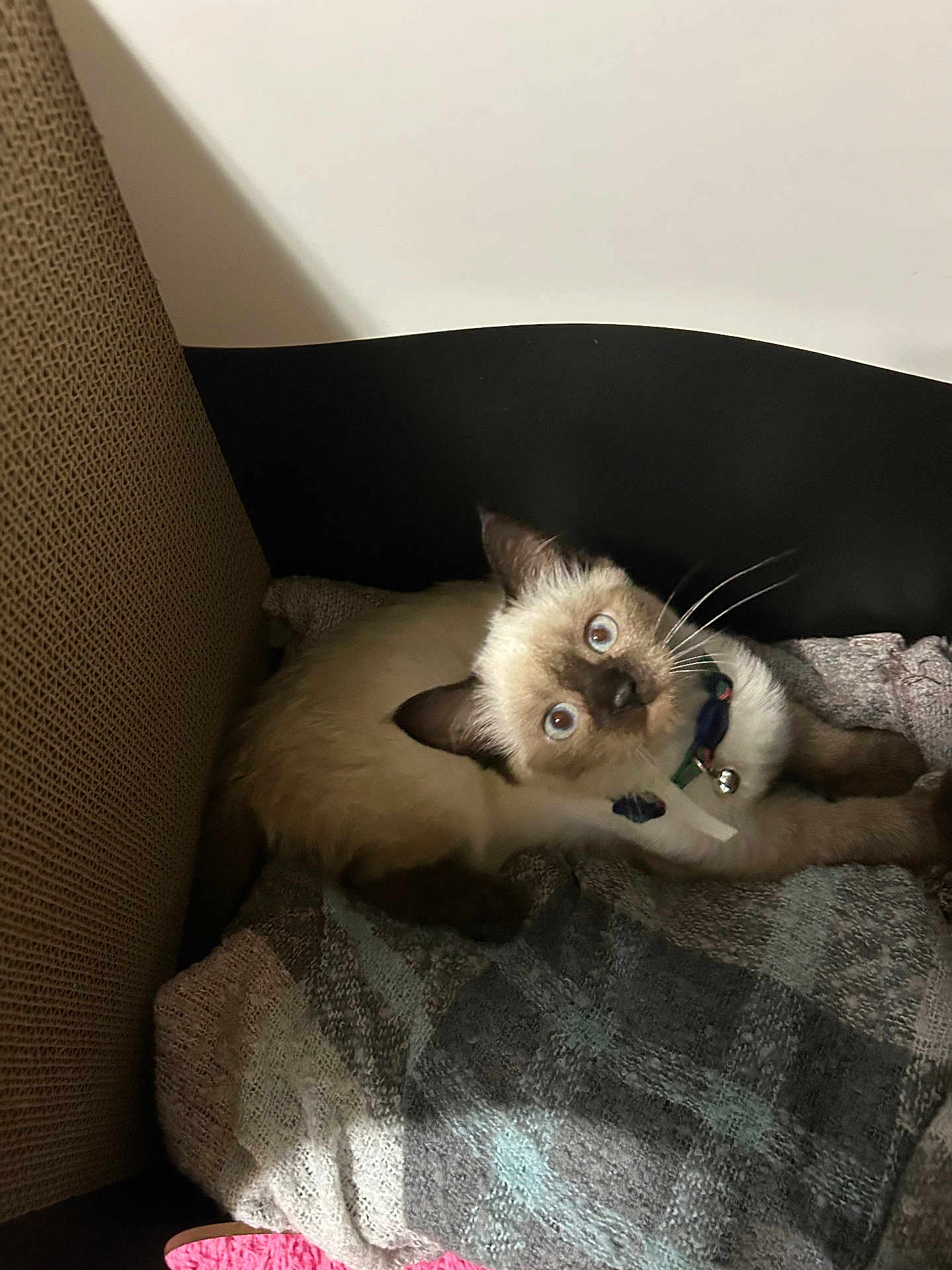Starlite joined the competition — help win amazing prizes! kitten, cat, siamese, blue_eyes, collar, bell, blanket, cozy, indoor, pet, feline, whiskers, curious, fur, resting, looking_up, cute, small, animal, domestic