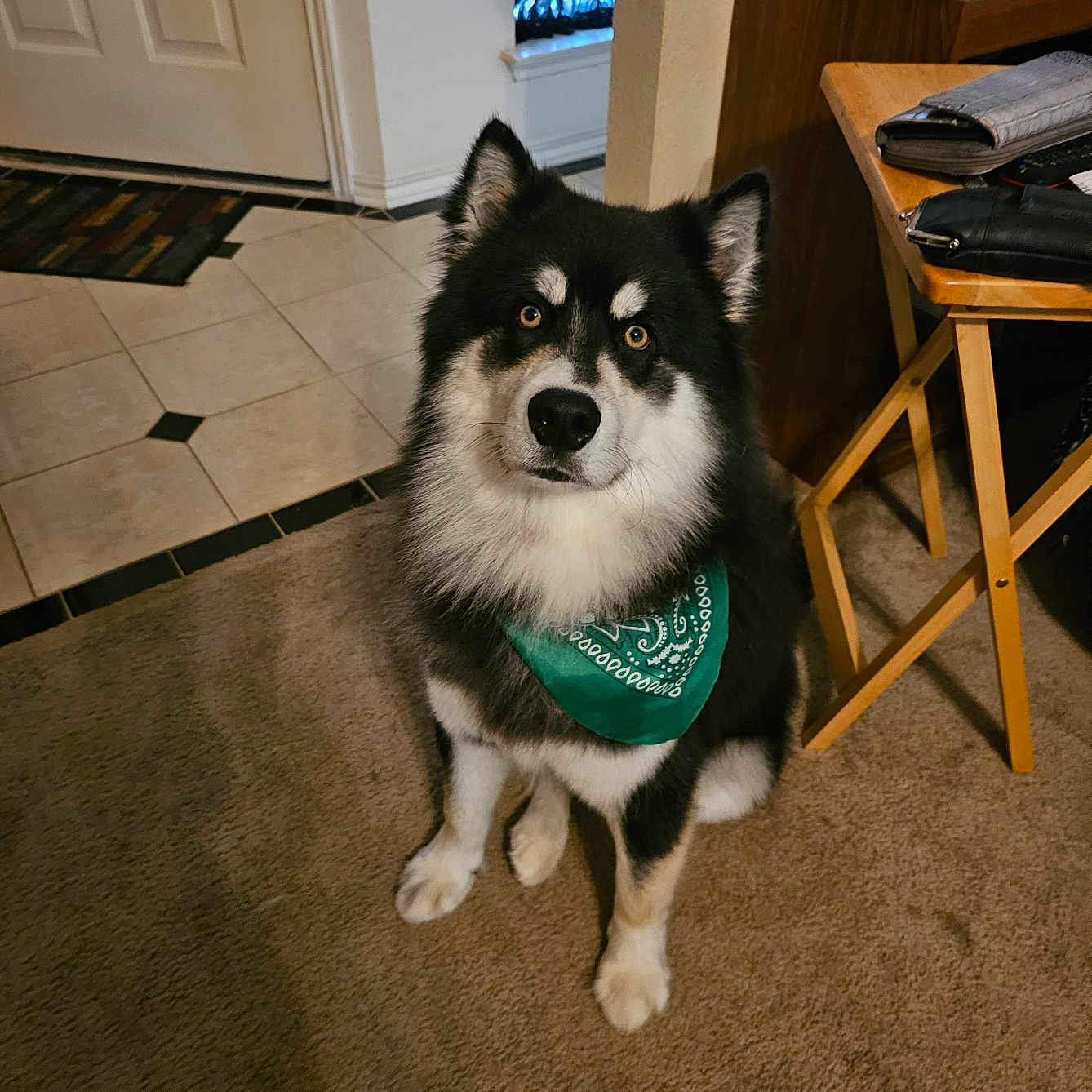 Zorro