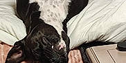 Hadès participe au concours pour gagner de l'argent avec cette photo : dog, black_and_white, upside_down, bed, blanket, pillow, relaxed, pet, indoor, cozy, sleeping, canine, fur, animal, resting, cute, domestic, companion, funny_pose, napping