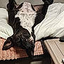 dog, black_and_white, upside_down, bed, blanket, pillow, relaxed, pet, indoor, cozy, sleeping, canine, fur, animal, resting, cute, domestic, companion, funny_pose, napping