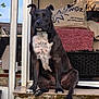 Hadès participe au concours pour gagner de l'argent avec cette photo : dog, black_dog, white_chest, sitting, window, reflection, outdoor, ledgestone, calm, serious_expression, paw, ears, fur, nature, pink_cloth, building, daylight, animal, pet, portrait