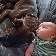 Montie joined the competition — help win amazing prizes! animal, baby, bed, blanket, closeup, collar, comfort, couch, dog, face, friendship, fur, indoor, infant, pet, portrait, relaxation, resting, sleeping, striped_clothing