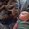 animal, baby, bed, blanket, closeup, collar, comfort, couch, dog, face, friendship, fur, indoor, infant, pet, portrait, relaxation, resting, sleeping, striped_clothing