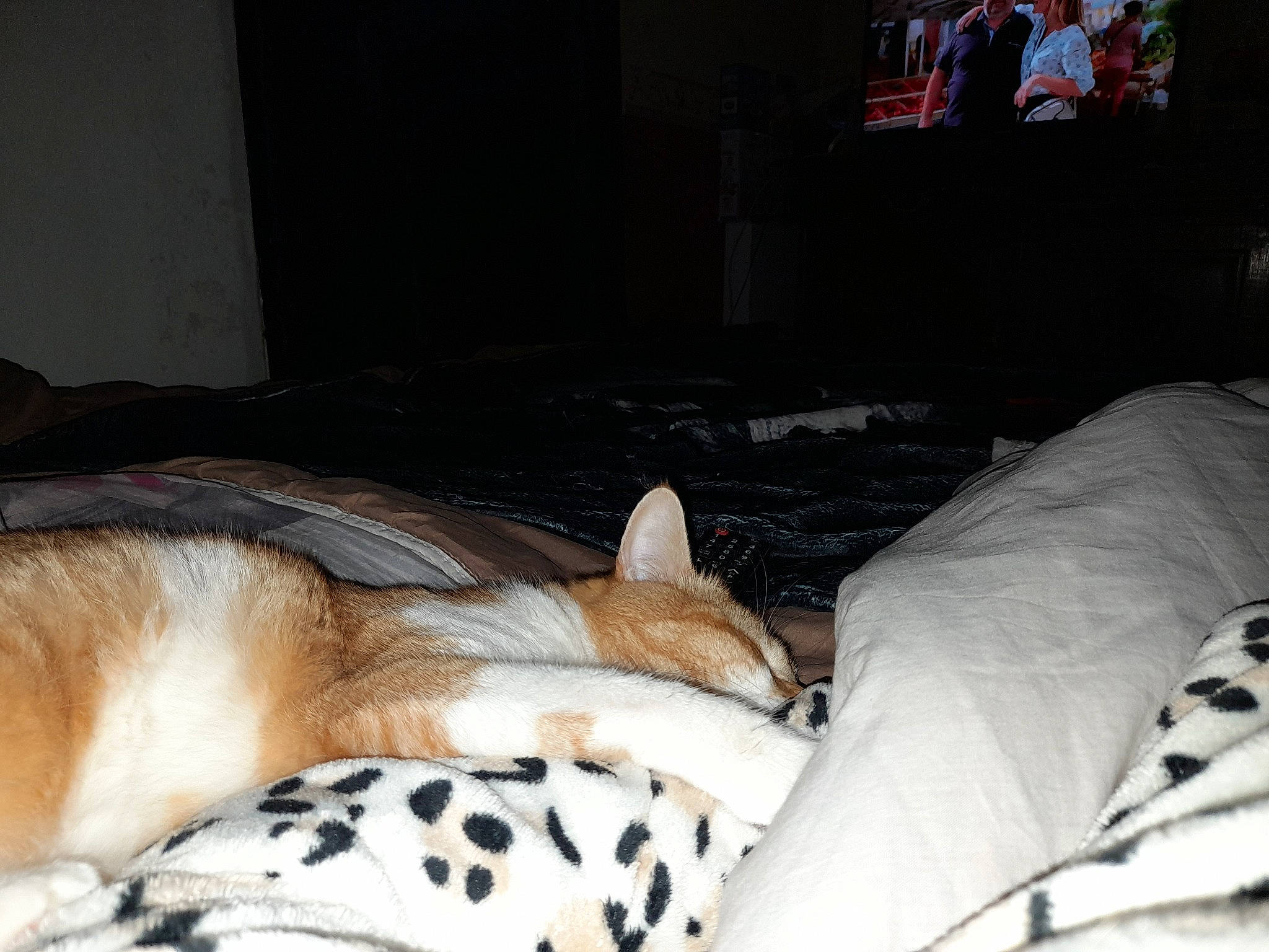 Simba participe au concours pour gagner de l'argent avec cette photo : bed, bedding, carnivore, cat, comfort, companion_dog, dog_breed, domestic_short_haired_cat, fawn, felidae, fur, linens, nap, paw, room, small_to_medium_sized_cats, tail, terrestrial_animal, whiskers, wildlife