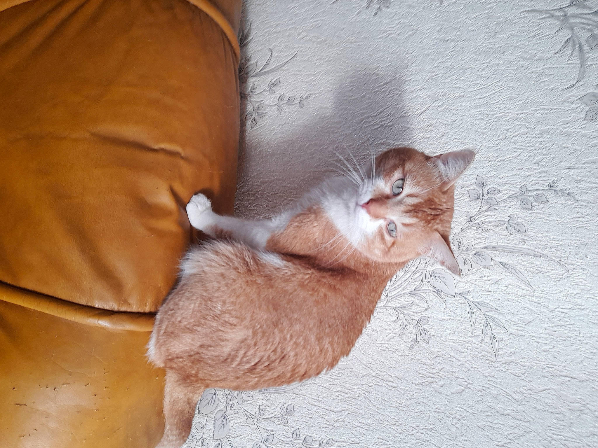 Simba participe au concours pour gagner de l'argent avec cette photo : canidae, carnivore, cat, claw, comfort, domestic_short_haired_cat, ear, fawn, felidae, foot, fur, human_leg, linens, nap, paw, small_to_medium_sized_cats, snout, tail, whiskers, wood