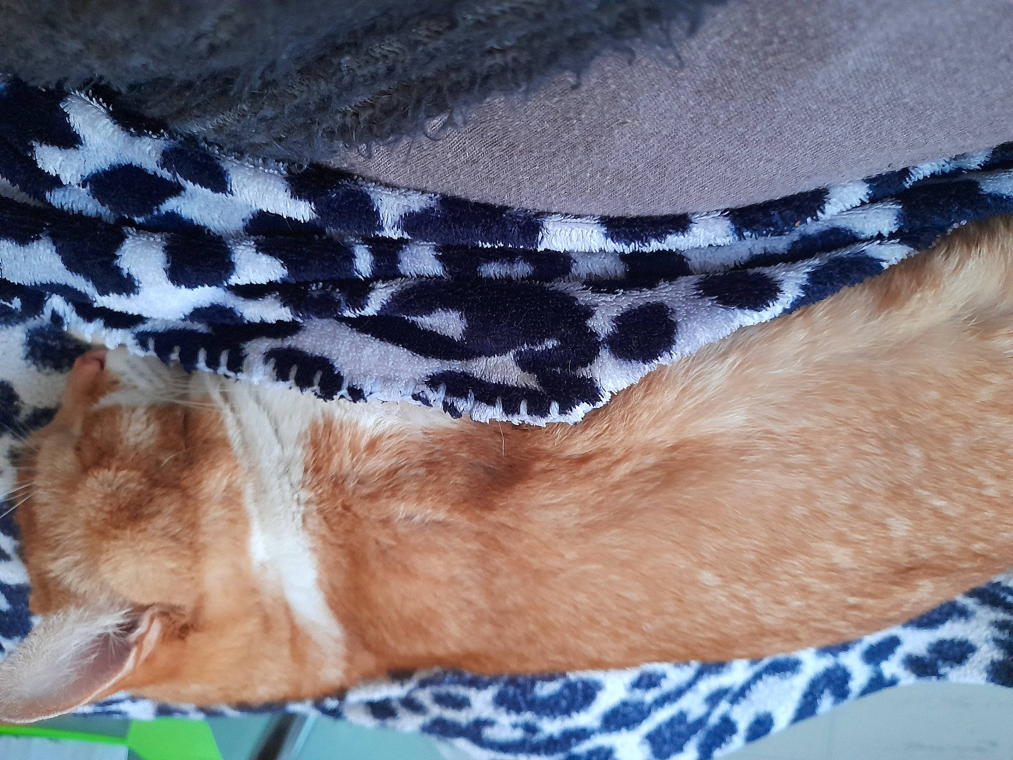 Simba a rejoint le concours — aidez-le/la à gagner de superbes lots ! carnivore, collar, comfort, electric_blue, fashion_accessory, fawn, felidae, foot, fur, gesture, human_leg, jewellery, linens, liver, pattern, paw, strap, tail, whiskers, wrist