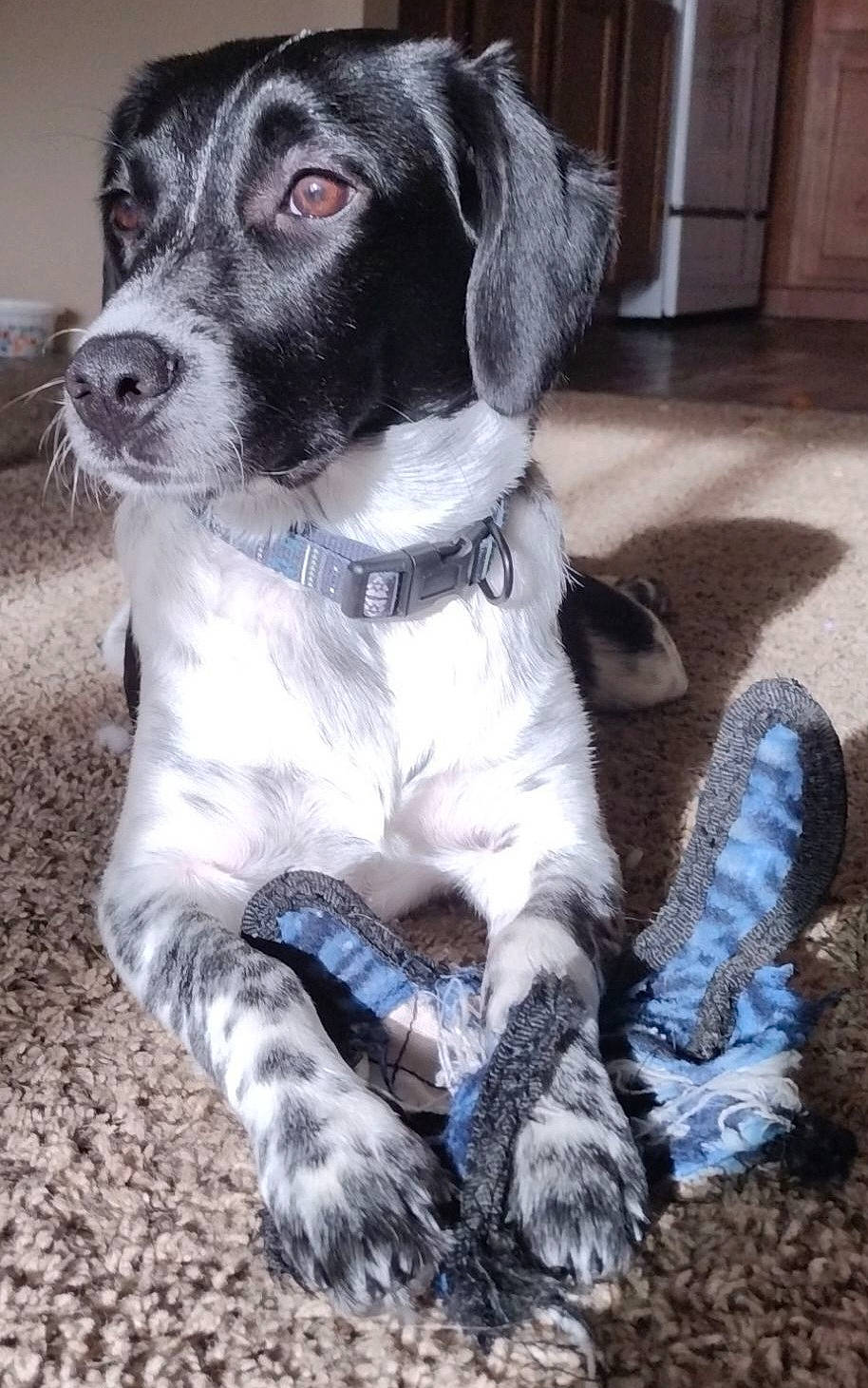 Lapis is registered to the contest to win money with this photo: cabinetry, carnivore, collar, companion_dog, dog, dog_breed, dog_collar, electric_blue, fur, gun_dog, paw, sitting, snout, sporting_group, whiskers, working_animal