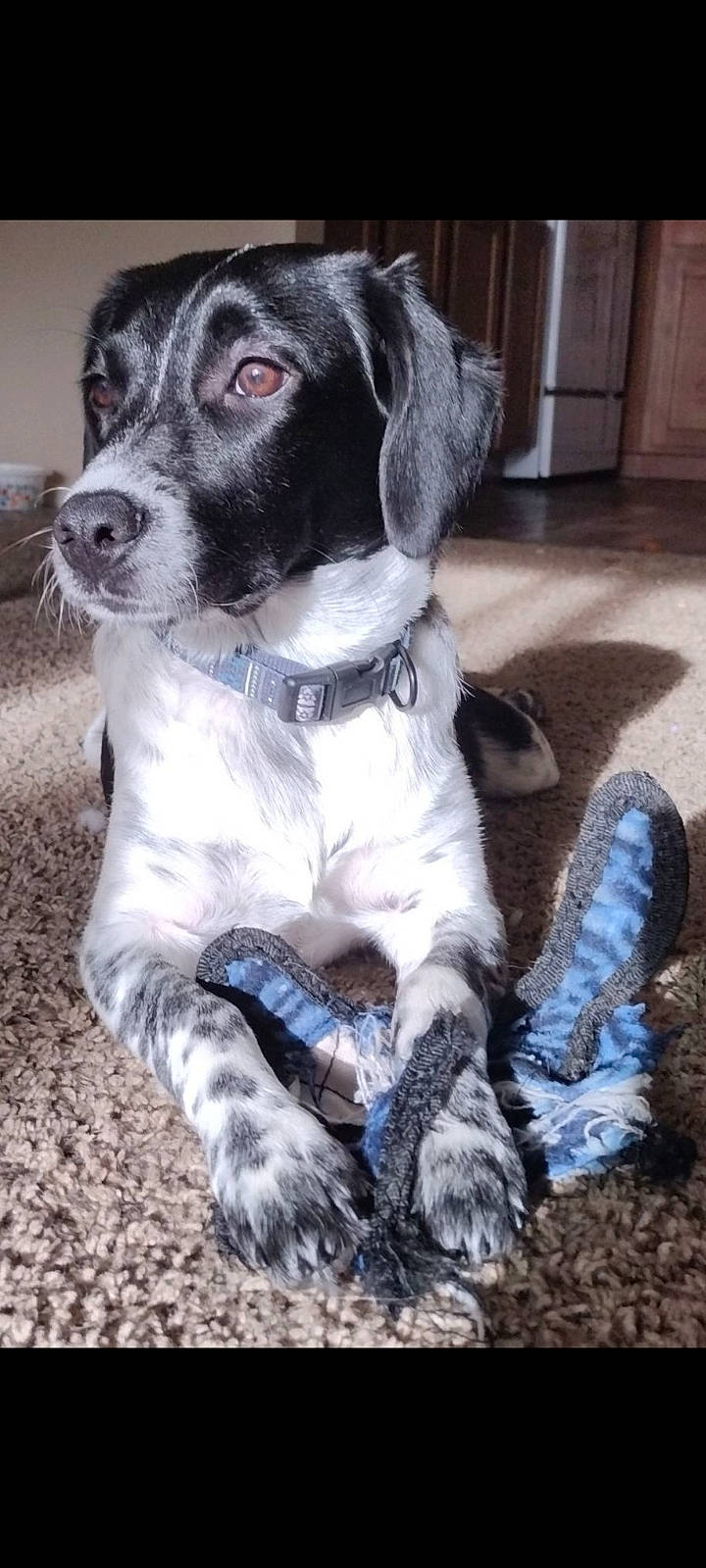 Lapis joined the competition — help win amazing prizes! borador, canidae, carnivore, collar, companion_dog, dog, dog_breed, dog_collar, electric_blue, fur, gun_dog, paw, pointing_breed, sitting, snout, sporting_group, whiskers, working_animal