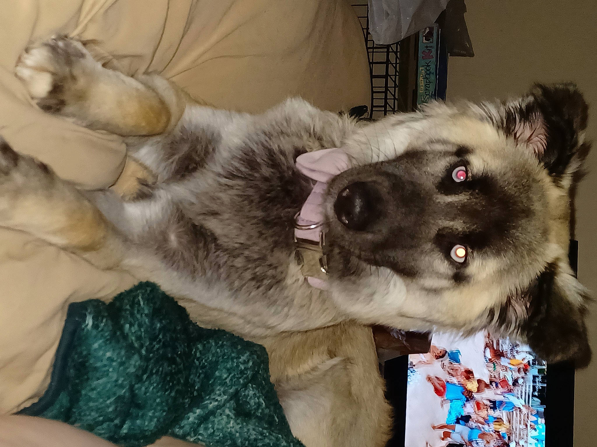 Meesha Starr joined the competition — help win amazing prizes! canidae, canis, carnivore, collar, companion_dog, dog, dog_breed, ear, fawn, fur, fur_clothing, giant_dog_breed, non_sporting_group, paw, puppy, snout, sporting_group, whiskers, working_animal, working_dog