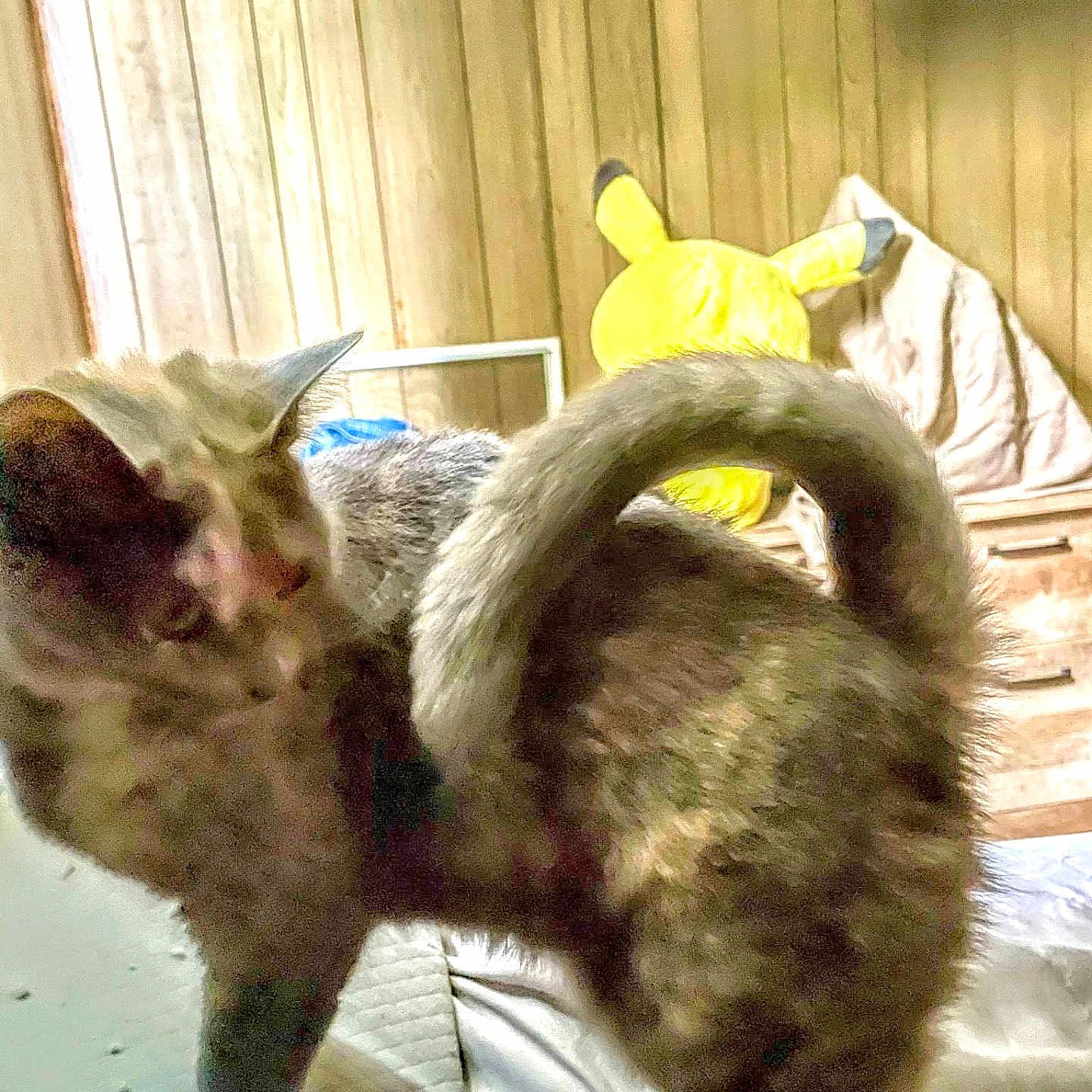 Missy is registered to the contest to win money with this photo: animal, bed, blanket, blur, cabinet, cat, cozy, curled_tail, feline, furniture, indoor, pet, pikachu, plush_toy, room, sleeping_area, soft_toy, tail, wood_paneling, yellow