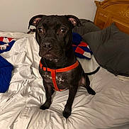 Koa is registered to the contest to win money with this photo: animal, bed, bedding, black_dog, cute, dog, domestic, ears, eyes, fur, indoor, looking, nose, orange_harness, pet, pillow, quilt, room, sitting, tail