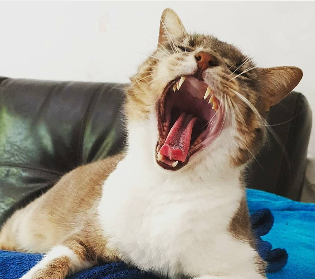 Nitro participe au concours pour gagner de l'argent avec cette photo : carnivore, cat, eye, facial_expression, fang, felidae, fur, jaw, kitten, mouth, nose, organ, roar, small_to_medium_sized_cats, smile, snout, tabby_cat, tooth, whiskers, yawn