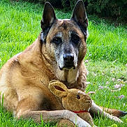 Laios a rejoint le concours — aidez-le/la à gagner de superbes lots ! animal, bunny, companion, cute, dog, ears, face, fur, garden, german_shepherd, grass, greenery, laying_down, nature, outdoor, pet, playful, relaxed, stuffed_toy, toy