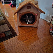 Prince joined the competition — help win amazing prizes! cat, cat_house, indoor, wooden_floor, fan, rug, pet, cozy, gray_cat, white_cat, animal, home, furniture, flooring, household_items, resting, cute, soft_toy, teddy_bear, pet_accessory