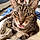 Kittay