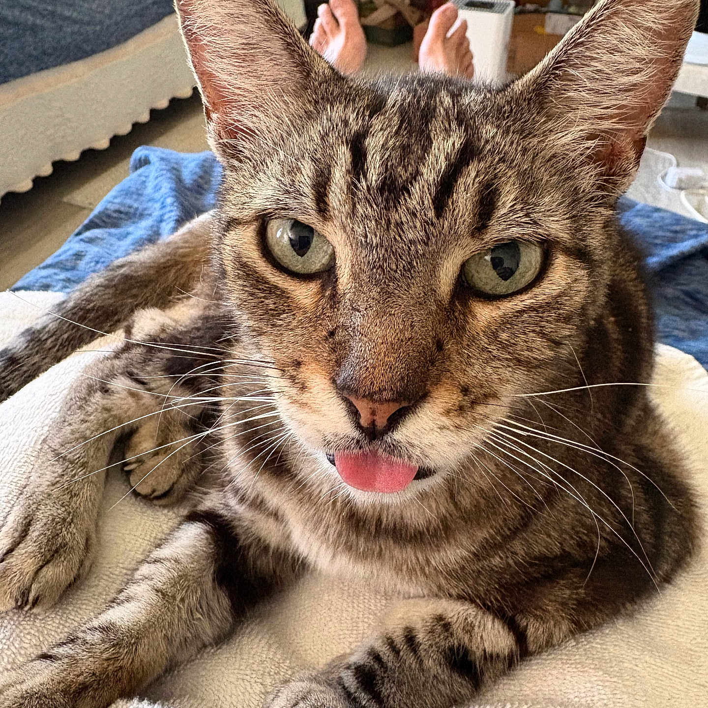 Kittay