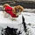 Arlo