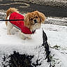 Arlo joined the competition — help win amazing prizes! dog, red_jacket, snow, tree_stump, leash, winter, outdoor, road, curious, brown_fur, white_fur, pet, canine, cold_weather, nature, walking, animal, small_dog, winter_clothing, snowy_landscape