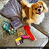 Arlo joined the competition — help win amazing prizes! dog, couch, pillows, dog_treats, ribbon, prize, pet, fur, small_dog, happy, tongue_out, indoor, cozy, plush, award, product_packaging, pet_accessories, home, celebration, text_overlay