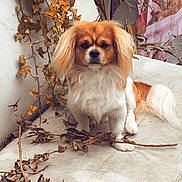 Arlo joined the competition — help win amazing prizes! dog, pet, animal, outdoor, bench, dried_leaves, branch, fur, ears, sitting, calm, nature, autumn, white, brown, portrait, companion, cute, small_dog, quiet