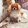 dog, pet, animal, outdoor, bench, dried_leaves, branch, fur, ears, sitting, calm, nature, autumn, white, brown, portrait, companion, cute, small_dog, quiet