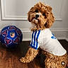dog, puppy, curly_fur, brown_fur, white_shirt, blue_stripes, adidas_logo, soccer_ball, indoor, wooden_floor, pet, cute, sporty, playful, animal, companion, curious, head_tilt, furry, domestic_animal