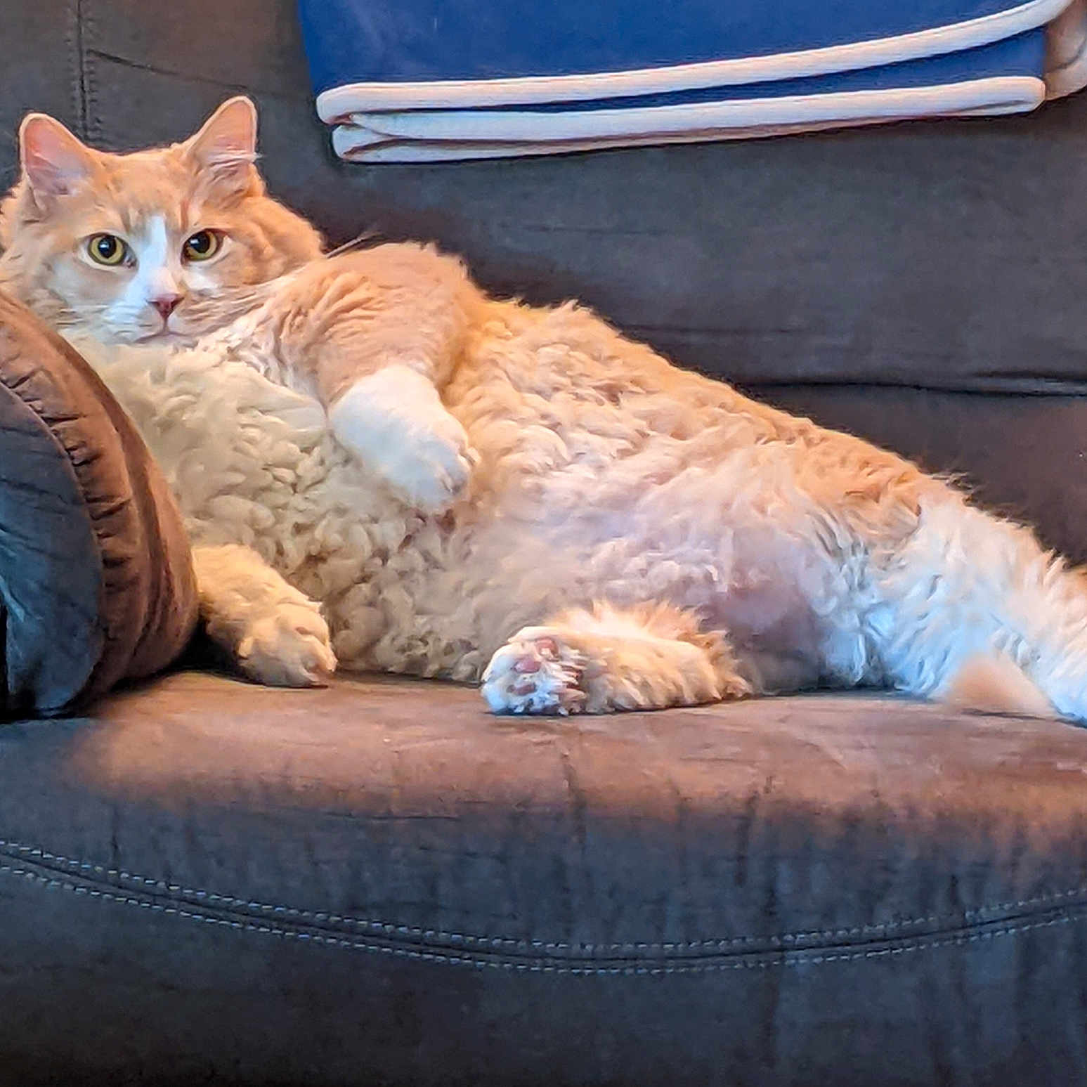 Fatz joined the competition — help win amazing prizes! angora, animal, architecture, armchair, blanket, building, cat, chair, chaise, couch, cushion, furniture, homedecor, indoors, interiordesign, kitten, livingroom, manx, pet, room