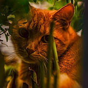Le Rouquin a rejoint le concours — aidez-le/la à gagner de superbes lots ! cat, orange_cat, animal, pet, whiskers, greenery, plants, nature, outdoor, foliage, curious, closeup, mammal, wildlife, eyes, portrait, soft_light, shadows, explorer, tabby